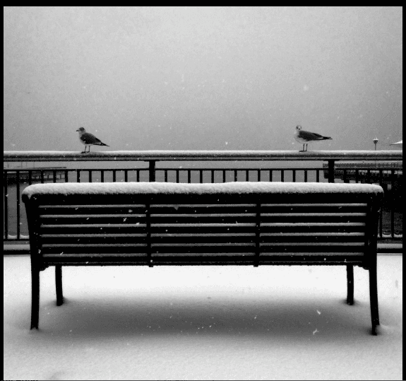 Two birds on snowy bench — LIGHTwork by KzA